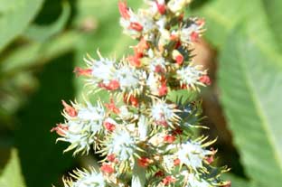 Estepona, bloemen en planten